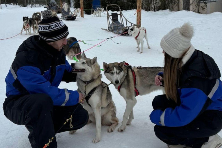 Levi: 5 km di slitta trainata da husky a LeviSirkka: 5 km di slitta trainata da Husky a Levi