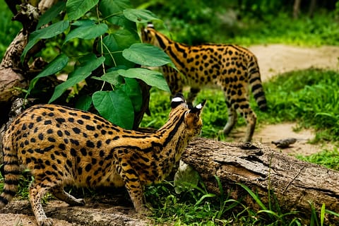 Cebu: Safari & Adventure Park Tour with Hotel Transfers - Image 2