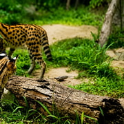 Cebu: Safari & Adventure Park Tour with Hotel Transfers
