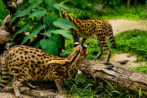 Cebu: Safari & Adventure Park Tour with Hotel Transfers - Image 3