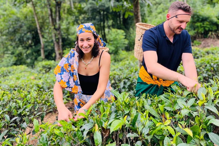 From Kandy: Private Day Trip to Ella with Train Ride