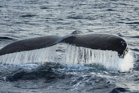 Walvissen kijken in San José del Cabo