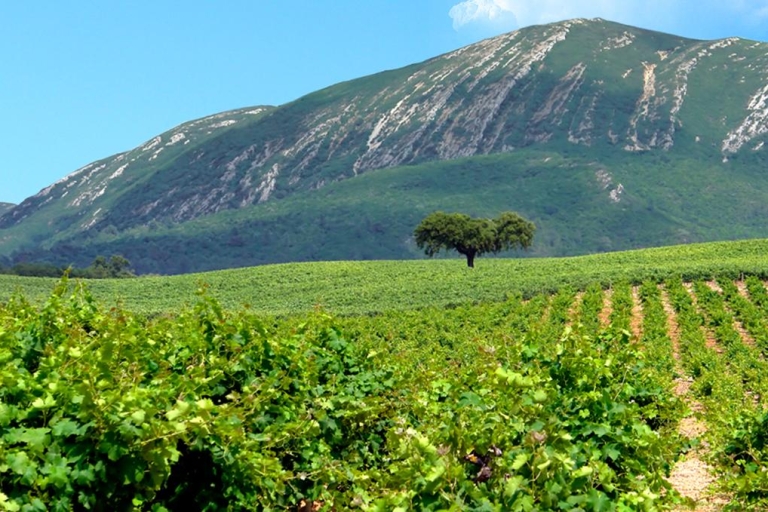Portuguese Wine History & Amazing Surroundings Tour