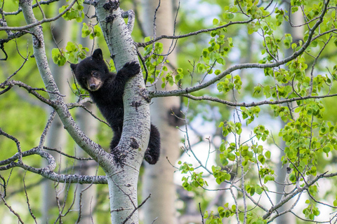Banff: Guided Nature Walk with Bear Country Safety Tips
