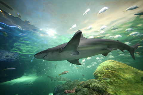 Acquario di Ripley in Canada: ingresso prioritarioSquali dopo il tramonto