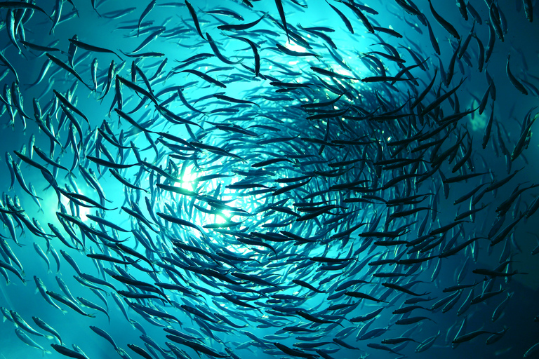 Ingresso Sem Fila para o Ripley’s Aquarium of CanadaTubarões após o anoitecer