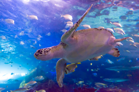 Acuario Ripley de Canadá: ticket sin colasTiburones al anochecer