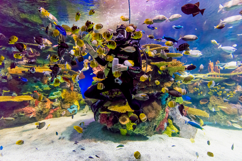 Acquario di Ripley in Canada: ingresso prioritarioSquali dopo il tramonto