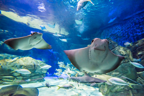 Ingresso Sem Fila para o Ripley’s Aquarium of CanadaTubarões após o anoitecer