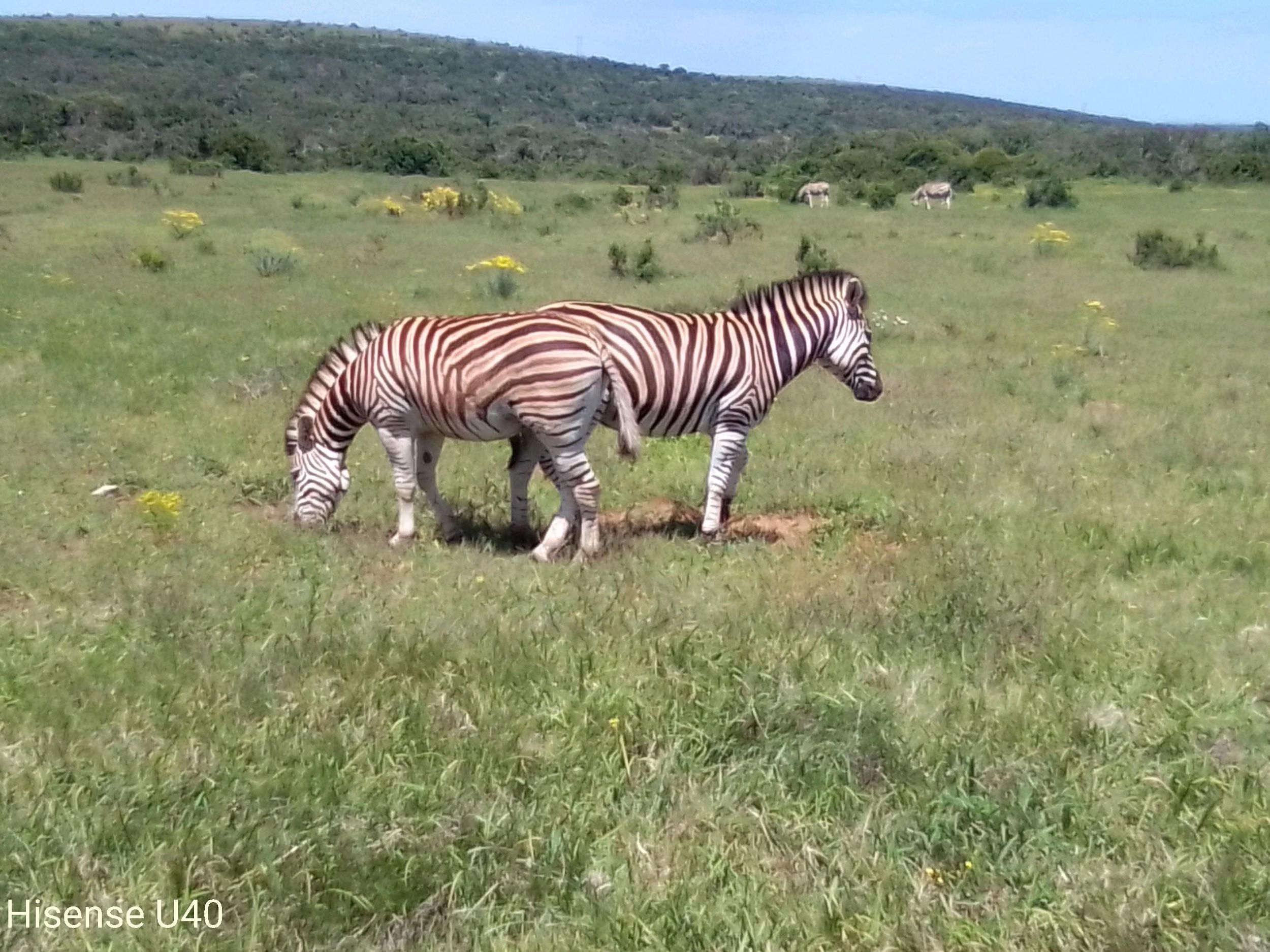 Kragga Kamma Safaris und Landausflüge