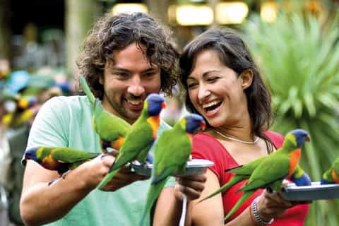 currumbin wildlife sanctuary ticket