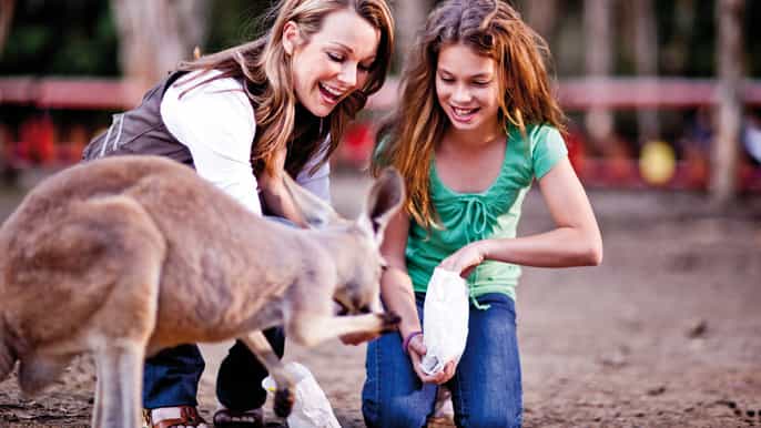 currumbin wildlife sanctuary ticket koala photo