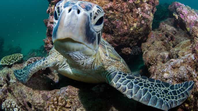 muiron islands dive and snorkeling tour from exmouth