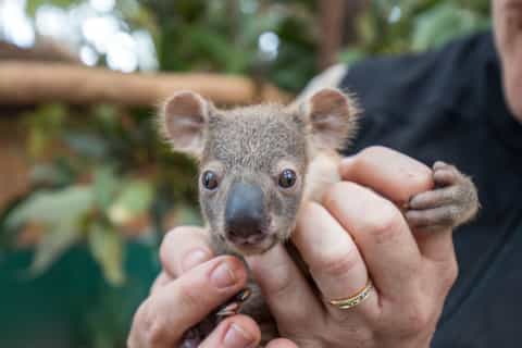currumbin wildlife sanctuary ticket vip koala experience
