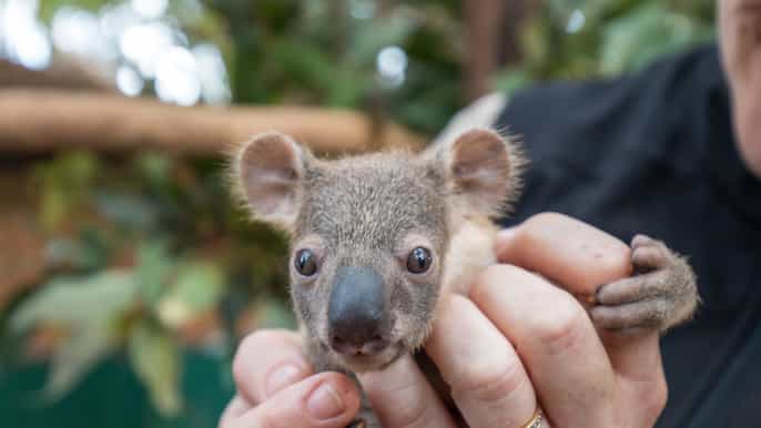 currumbin wildlife sanctuary ticket vip koala experience
