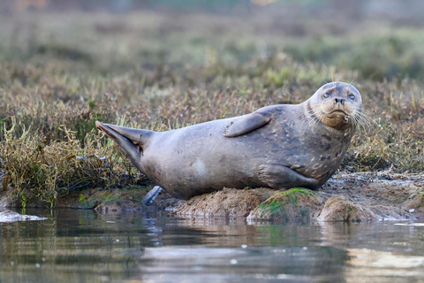 Tallinn: Malusi Islands Seal Watching Boat Tour