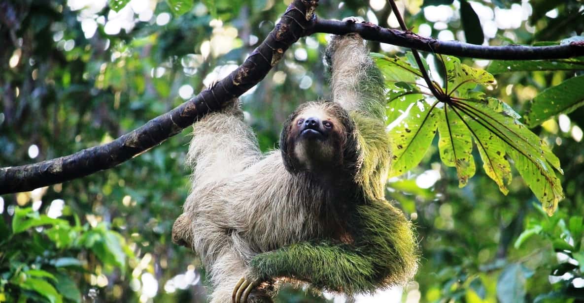 San José: Arenal Volcano, Hot Springs, & Zip Lining w/ Meals
