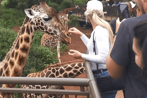 Nationaal park Nairobi, olifantenweeshuis en giraffencentrum