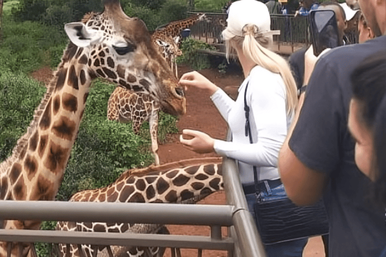 Nationaal park Nairobi, olifantenweeshuis en giraffencentrum