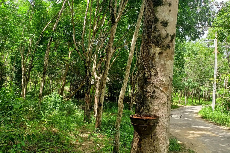 Khao Lak’s Best: Elephant Sanctuary,Rubber Tapping&Waterfall Khaolak Elephant Sanctuary Guided Tour with Hotel Transfers