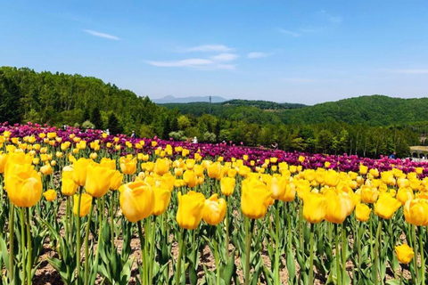 Sapporo: Hokkaido Moss Phlox & Tulip Flower Fields Day Trip