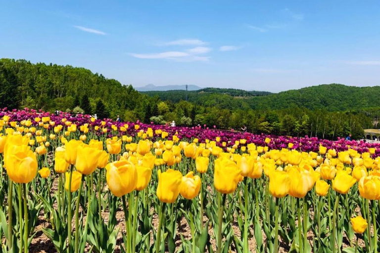 Sapporo: Hokkaido Moss Phlox & Tulip Flower Fields Day Trip