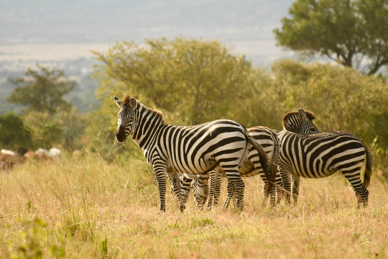 3 Days Maasai Mara Magical Experience