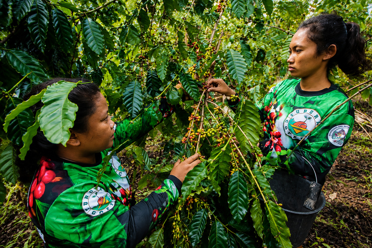 Cebu: Highlands Escape with Coffee Farm Experience