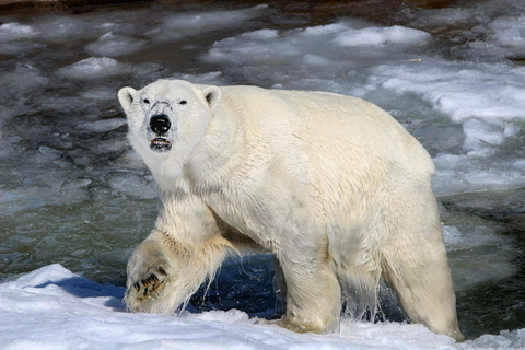 De Rovaniemi: Visita o parque de vida selvagem em Ranua