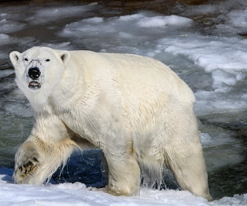 From Rovaniemi: Tour to Ranua Wildlife Park