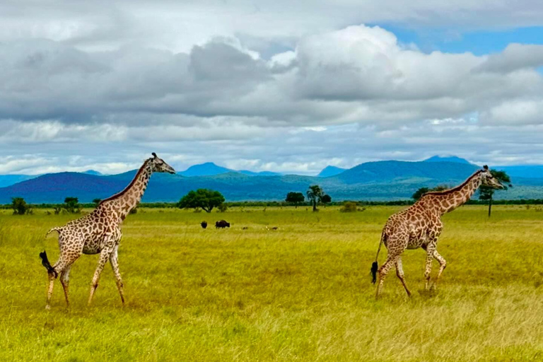 SAFARI DELLA FAUNA SELVATICA 3 GIORNI E 2 NOTTI DA ZANZIBAR A MIKUMI