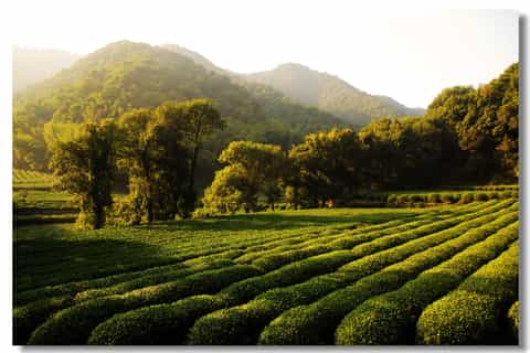 Private Hangzhou Tea Culture Day Tour