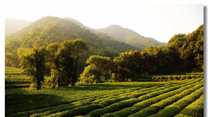 private hangzhou tea culture day tour