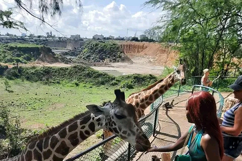 Mombasa: Experiencia de Alimentación de Jirafas en el Parque Haller en Coche.