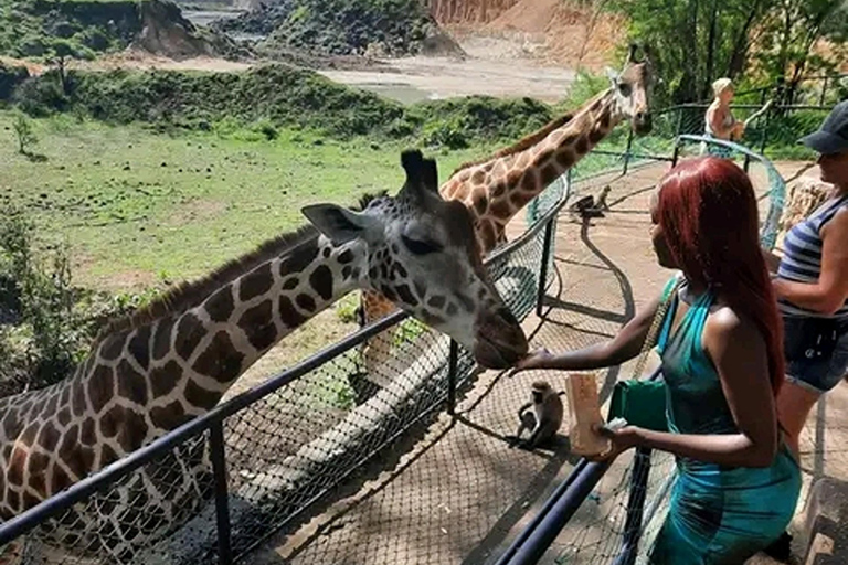 Mombasa: Karmienie żyraf w parku Haller samochodem.