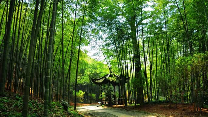 private tour of serenity and beauty of nature in hangzhou