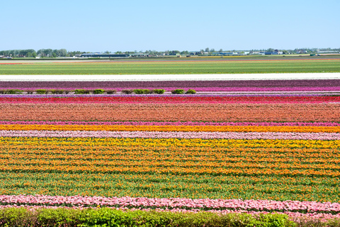 From Amsterdam: Keukenhof Gardens & Tulip Experience Tour Keukenhof Gardens Trip without Canal Tour Voucher