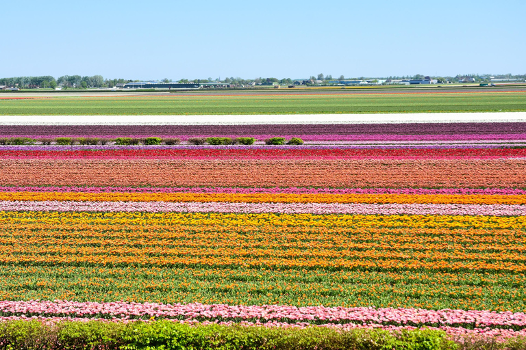 From Amsterdam: Keukenhof Gardens & Tulip Experience Tour Keukenhof Gardens Trip without Canal Tour Voucher