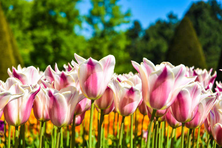 From Amsterdam: Keukenhof Gardens & Tulip Experience Tour Keukenhof Gardens Trip without Canal Tour Voucher