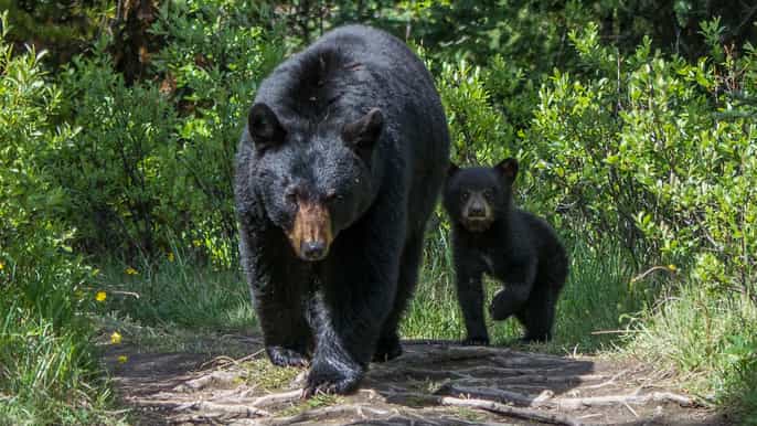 jasper national park evening or morning wildlife search