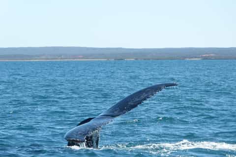 Ningaloo Humpback Whale Swim & Reef Snorkel from Exmouth
