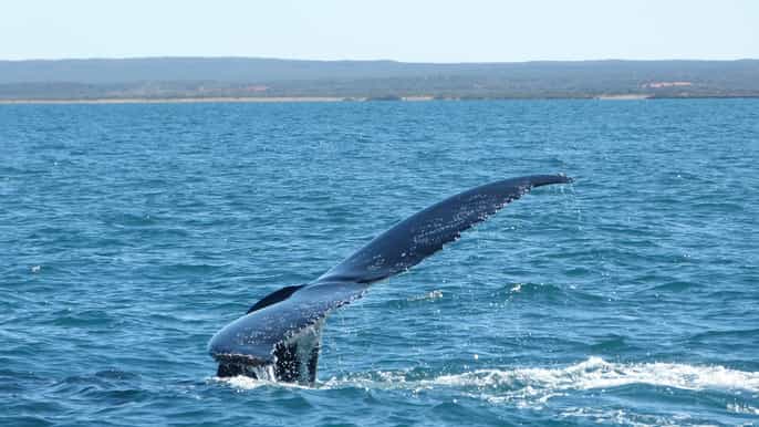 ningaloo humpback whale swim reef snorkel from exmouth