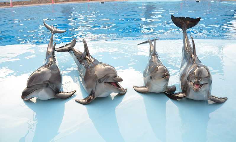 Hurghada: 1-Hour Show at Dolphin World with Optional Pickup