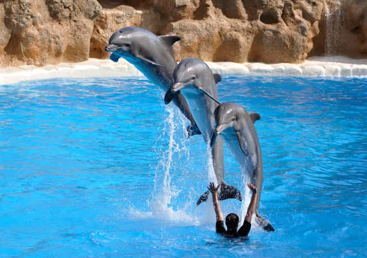 Hurghada: 1-Hour Show at Dolphin World with Optional Pickup