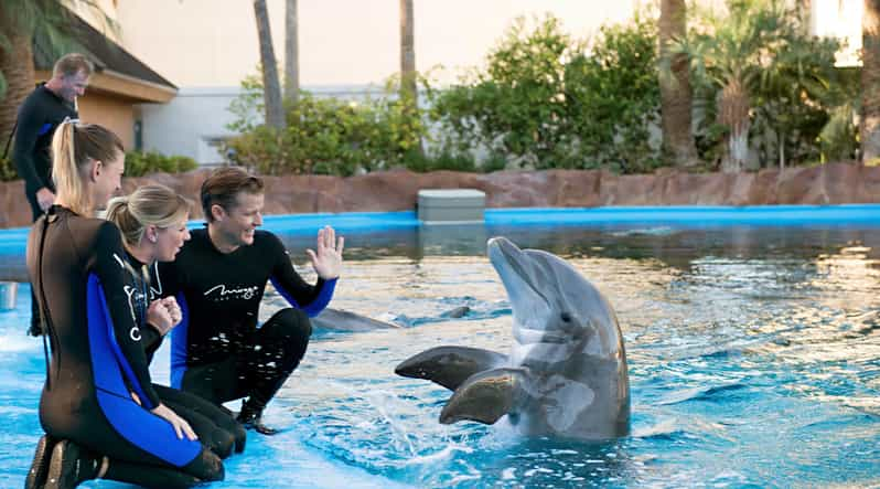 Hurghada: 1-Hour Show at Dolphin World with Optional Pickup