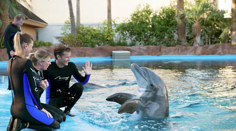 Hurghada: 1-Hour Show at Dolphin World with Hotel Pickup