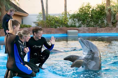 Hurghada: Dolphin Show Tickets and Transfers