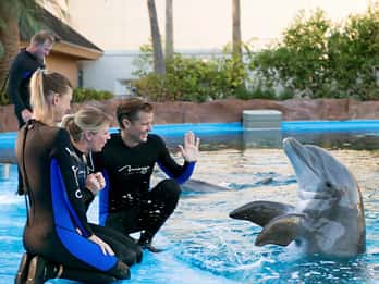 Delfinshow in Hurghada: Ticket und Transfer Delfinshow in Hurghada: Ticket und Transfer