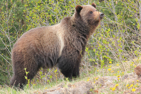 Morning Wildlife Viewing Tour - Banff/Canmore Pick-up Banff Morning Safari Drive