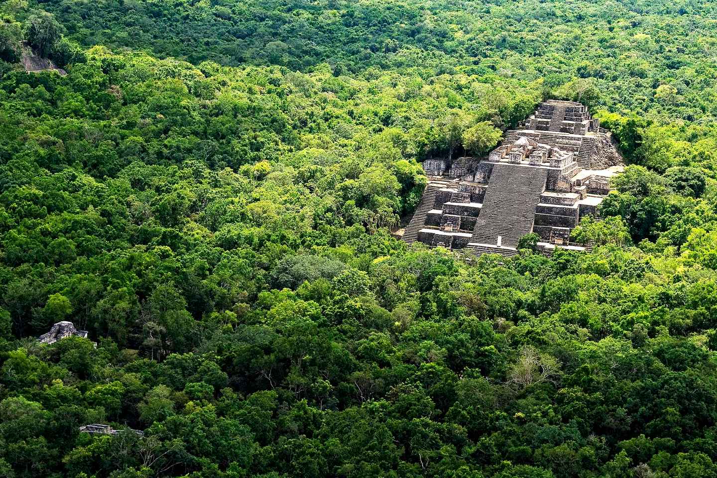 protected tropical forest of calakmul